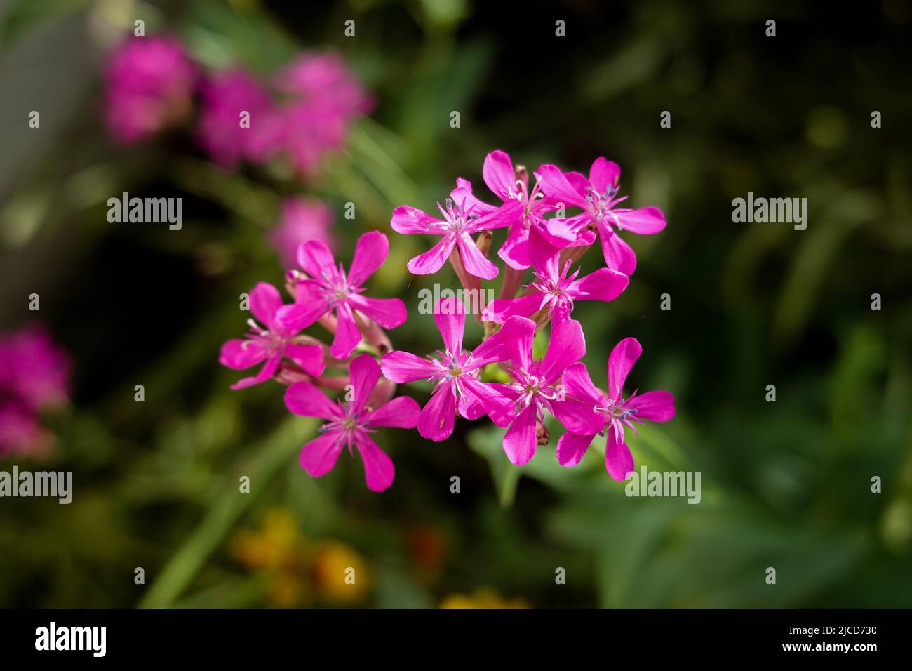Silene armeria, comunemente conosciuta come Sweet William catchfly, la famiglia Caryophyllaceae. Crescere in casa giardino California meridionale ;USA Foto Stock