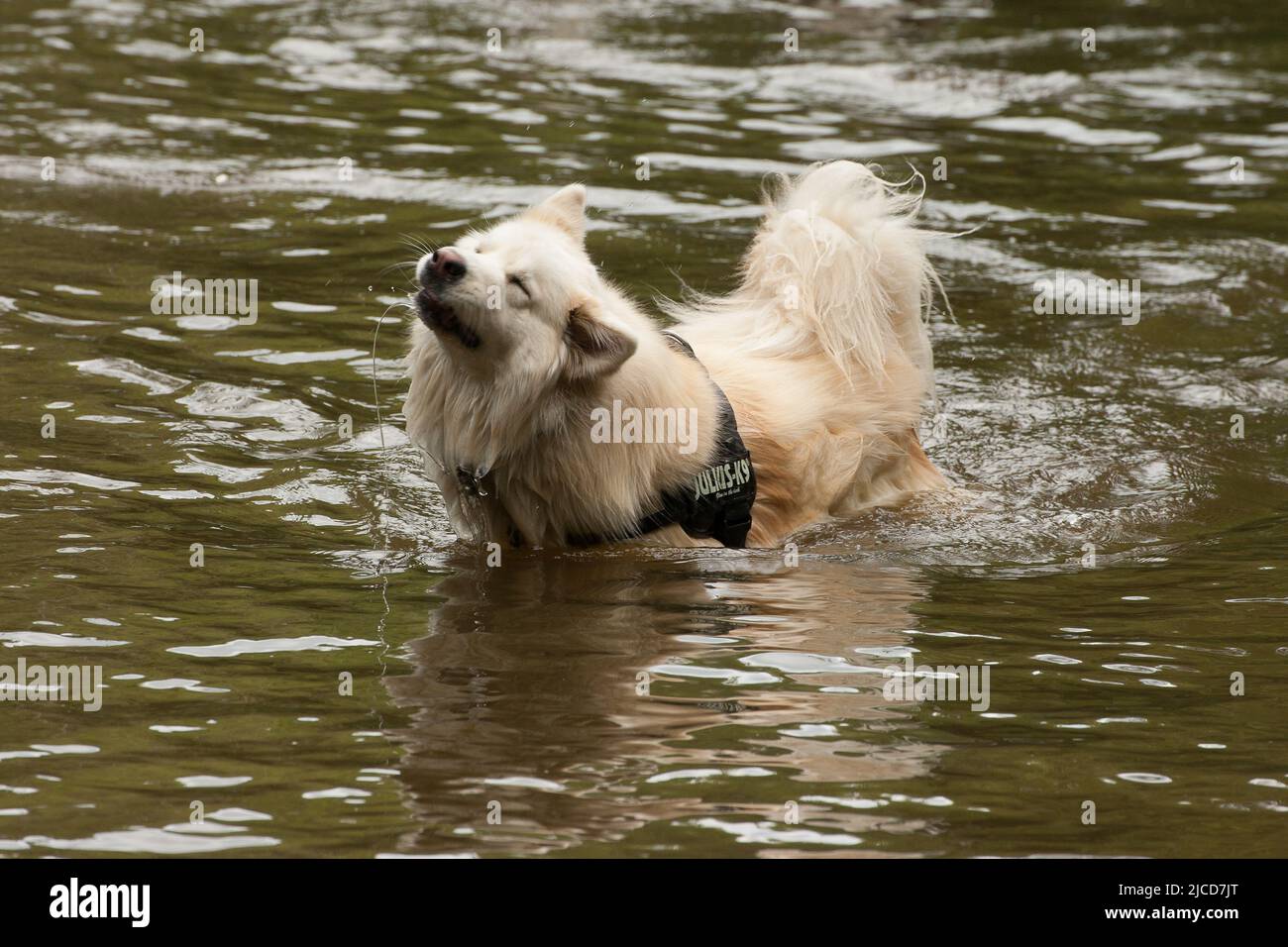 Strawberry Hill Pond Epping Forest Essex, Inghilterra Regno Unito Europa Foto Stock