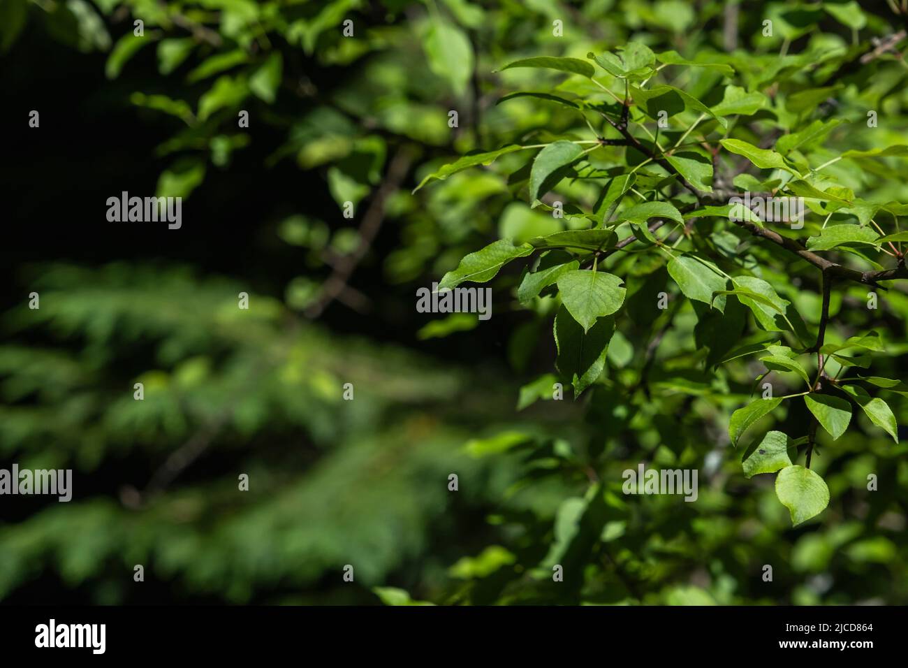 Foglie verdi di pera selvatica europea (Pyrus pyraster) Foto Stock