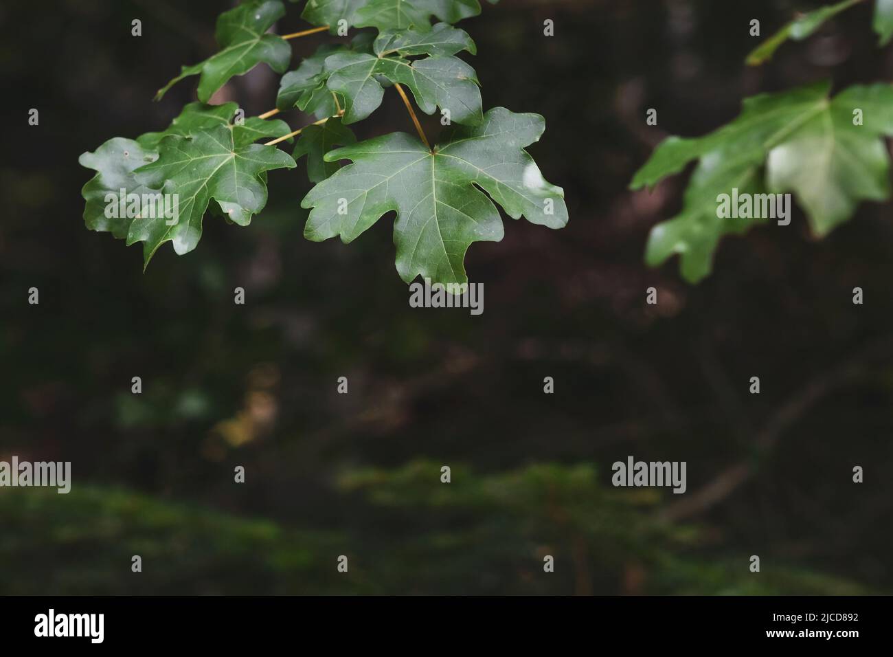 Particolare delle foglie verdi o un campo acero albero (Acer campestre) che cresce su un bosco ombreggiato in Spagna Foto Stock