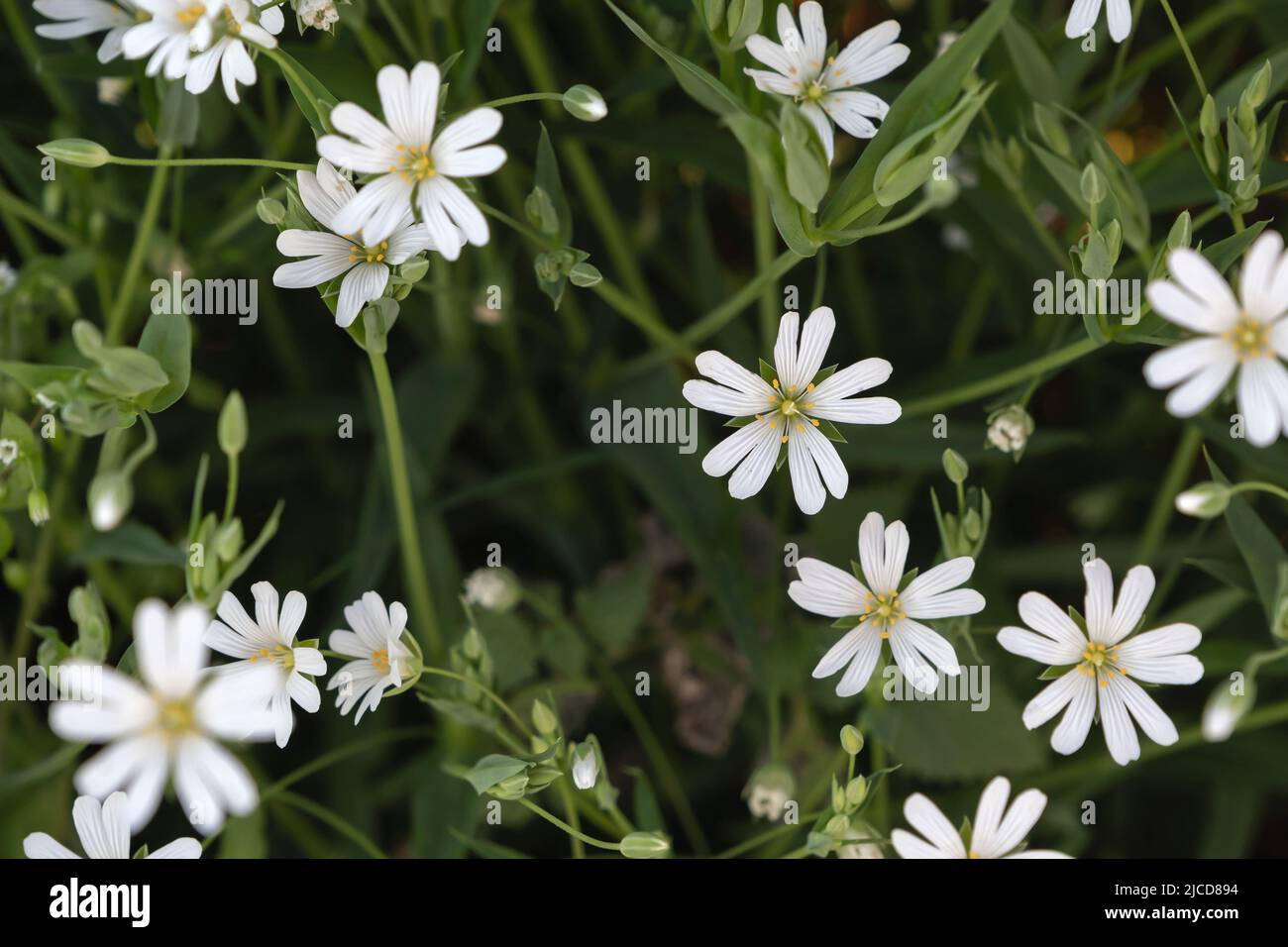 Erba di palude (Stellaria palustris) fiori bianchi selvatici, fuoco selettivo Foto Stock
