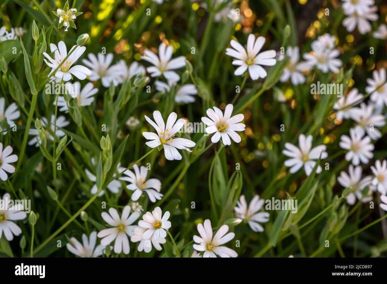 Erba di palude (Stellaria palustris) fiori bianchi selvatici Foto Stock