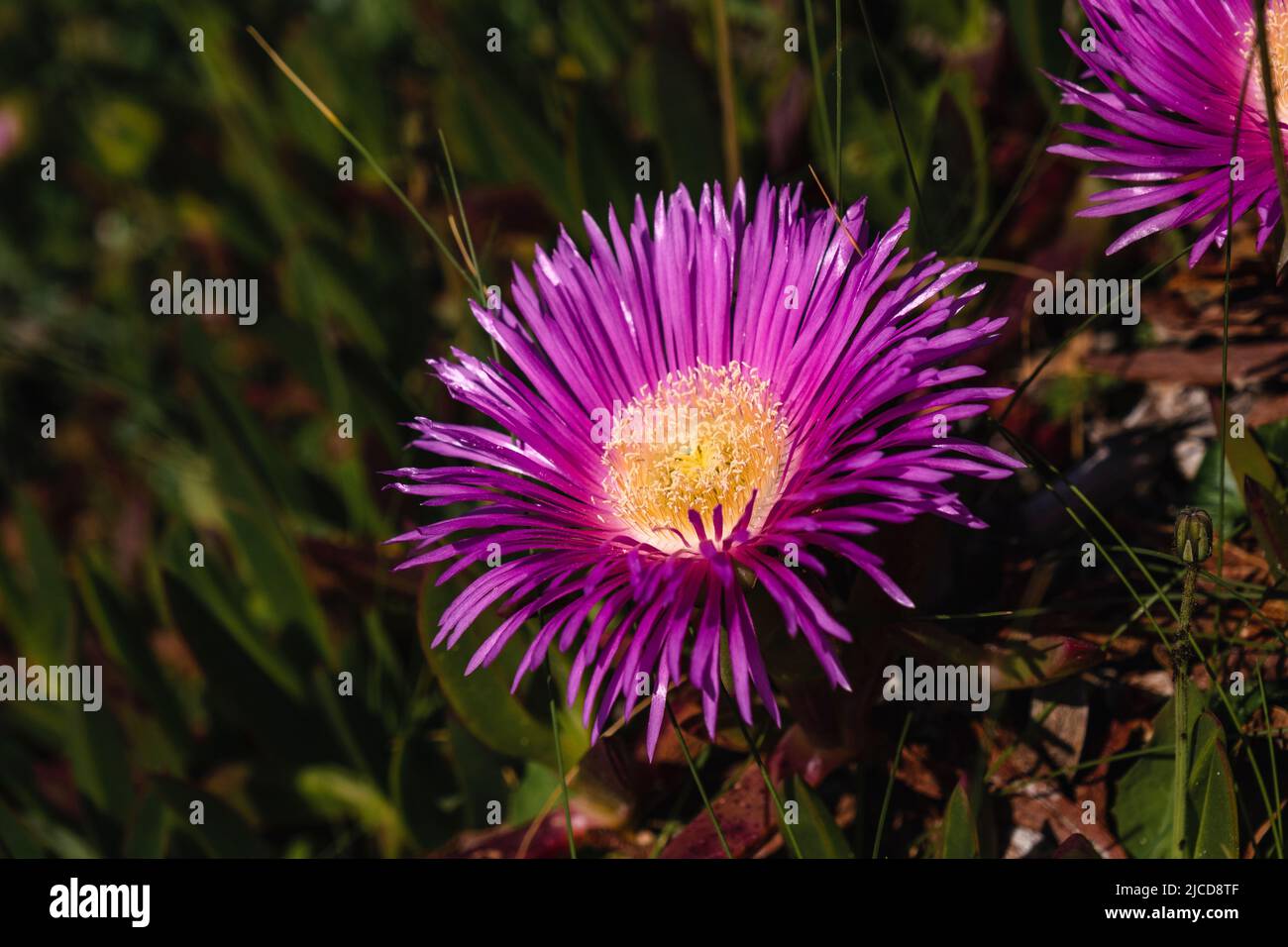 Hottentot-fico pianta di ghiaccio (Carpobrotus edulis) fiore viola profondo Foto Stock