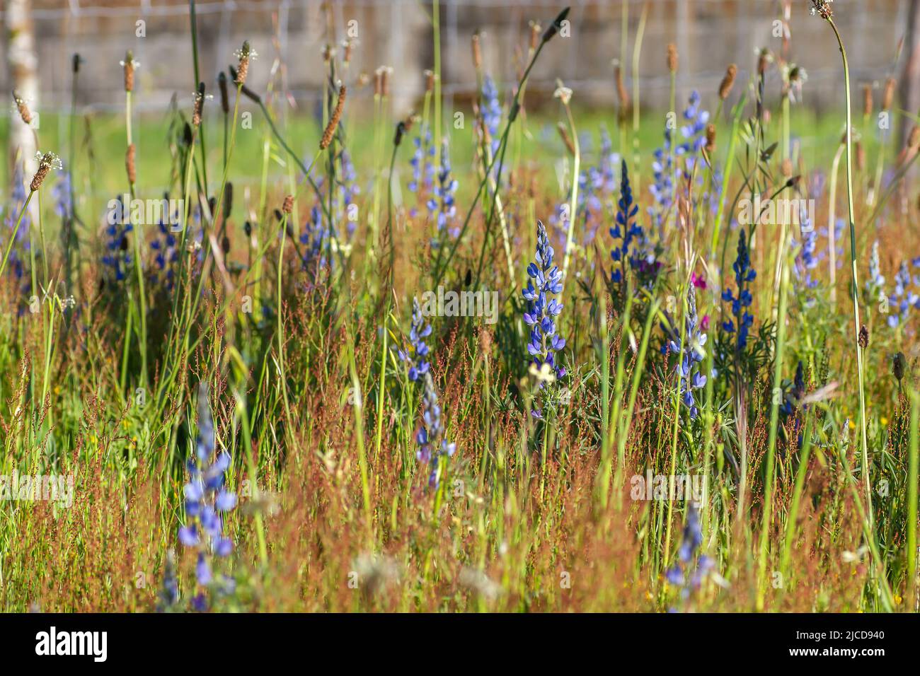 Lupinus angustifolius o fiori selvatici lupino a foglia stretta Foto Stock