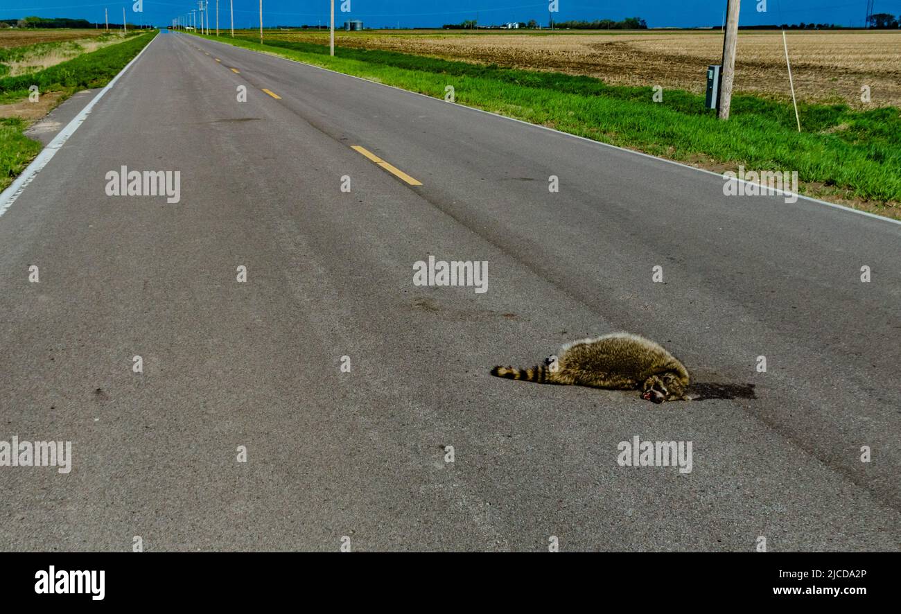 Il raccoon morto è stato colpito da un'auto su strada in Tennessee, USA Foto Stock