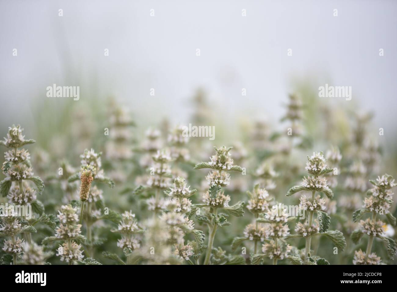 Un Horehound comune (Marrubium vulgare) è visto in un campo durante la primavera. Secondo AEMET, l'agenzia meteorologica spagnola, era la quarta primavera più secca dal 1961, e la seconda più secca del 21st secolo, solo dietro il 2005. La precipitazione nel paese nel suo complesso era inferiore del 33% al normale e la temperatura media era di 12,5°C. Questa temperatura era di 0,4°C superiore alla media degli ultimi decenni. Foto Stock