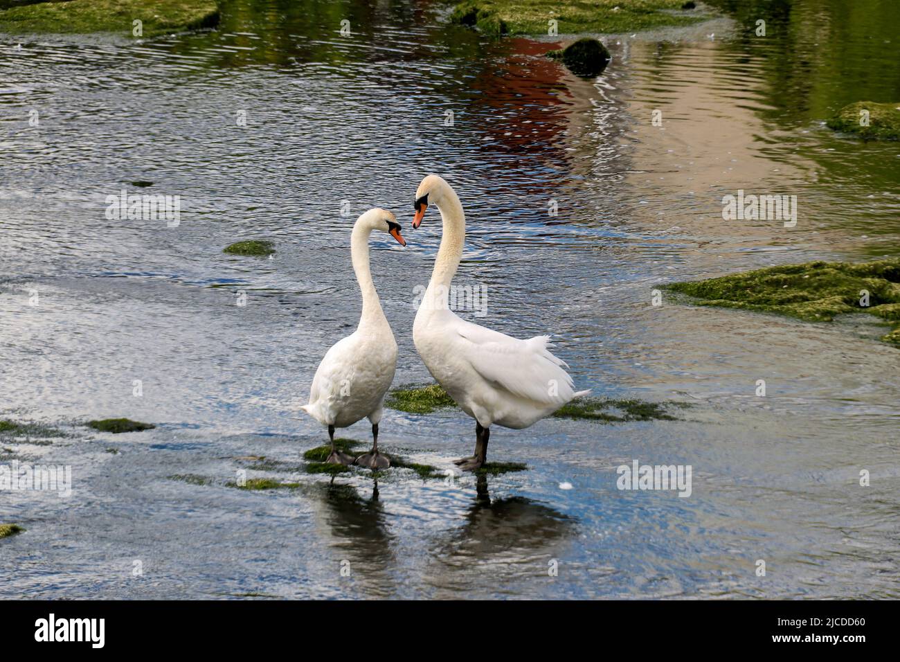 Un paio di cigni nidificanti in un fiume ad acqua bassa Foto Stock