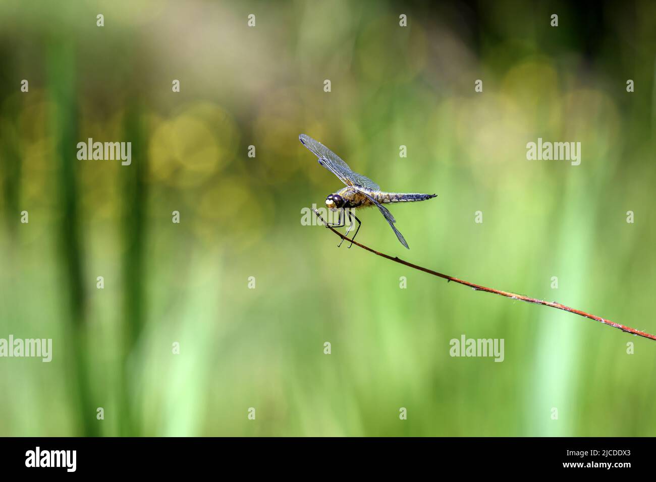 Dragonfly attesa su rami secchi e spazio copia .Dragonfly nella natura. Dragonfly nella natura habitat. Natura bella scena con dragonfly outdoor Foto Stock