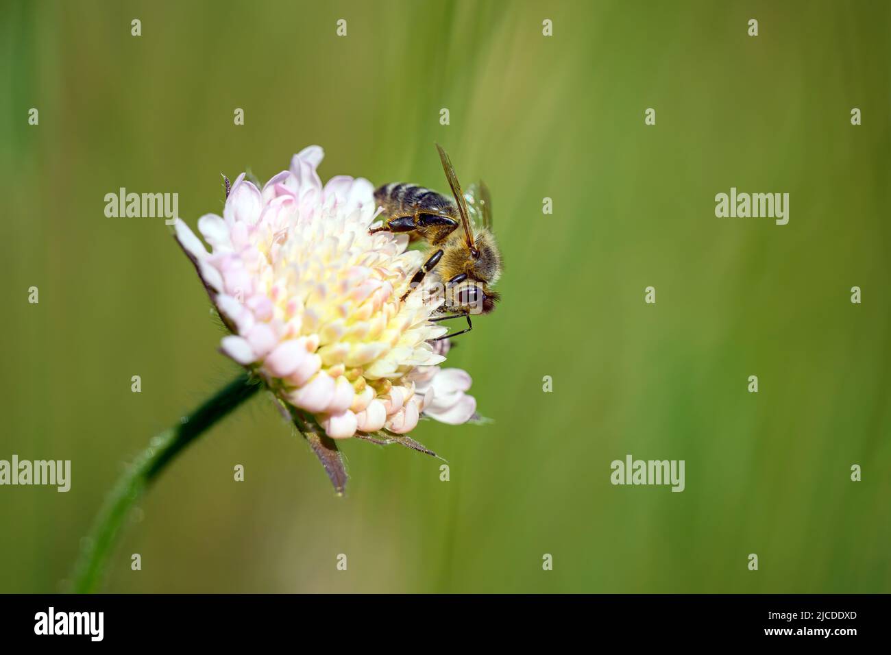 Ape impollinante posta sul fiore. Foto Stock