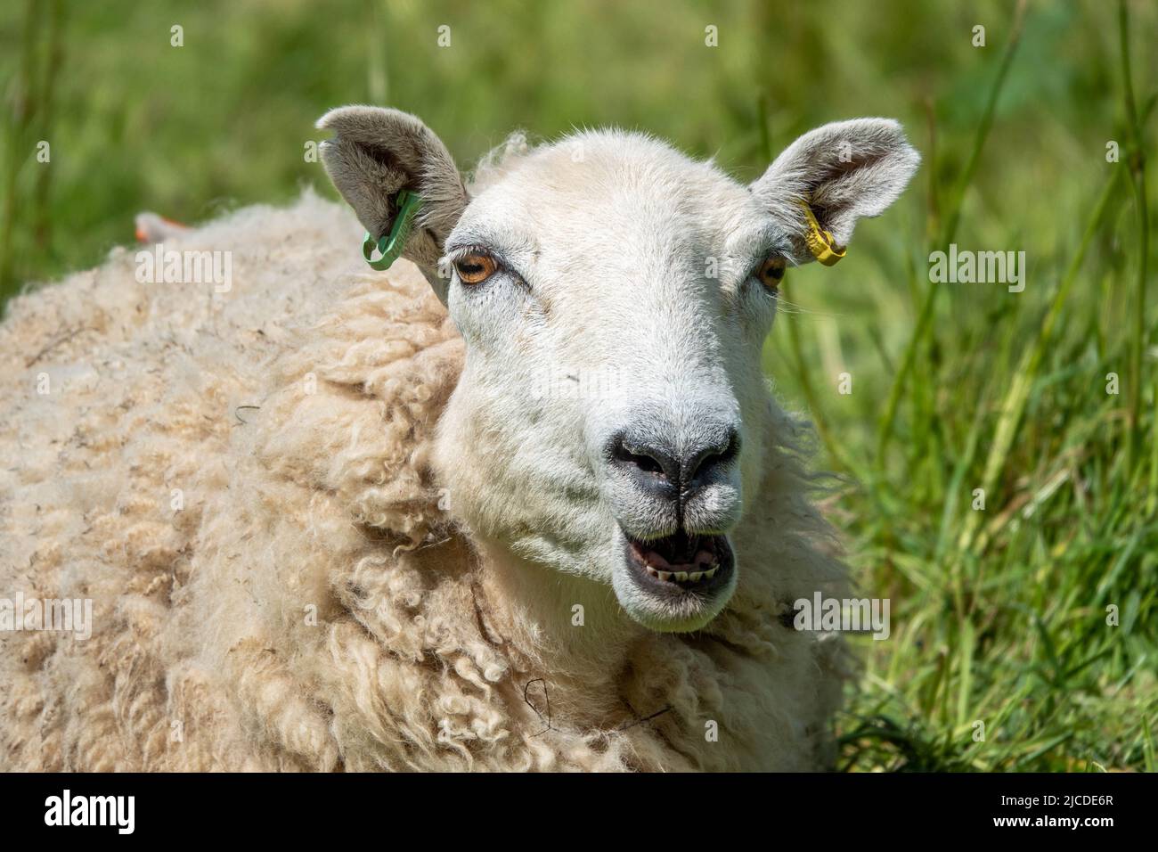 primo piano ritratto di una pecora tirando un volto divertente Foto Stock