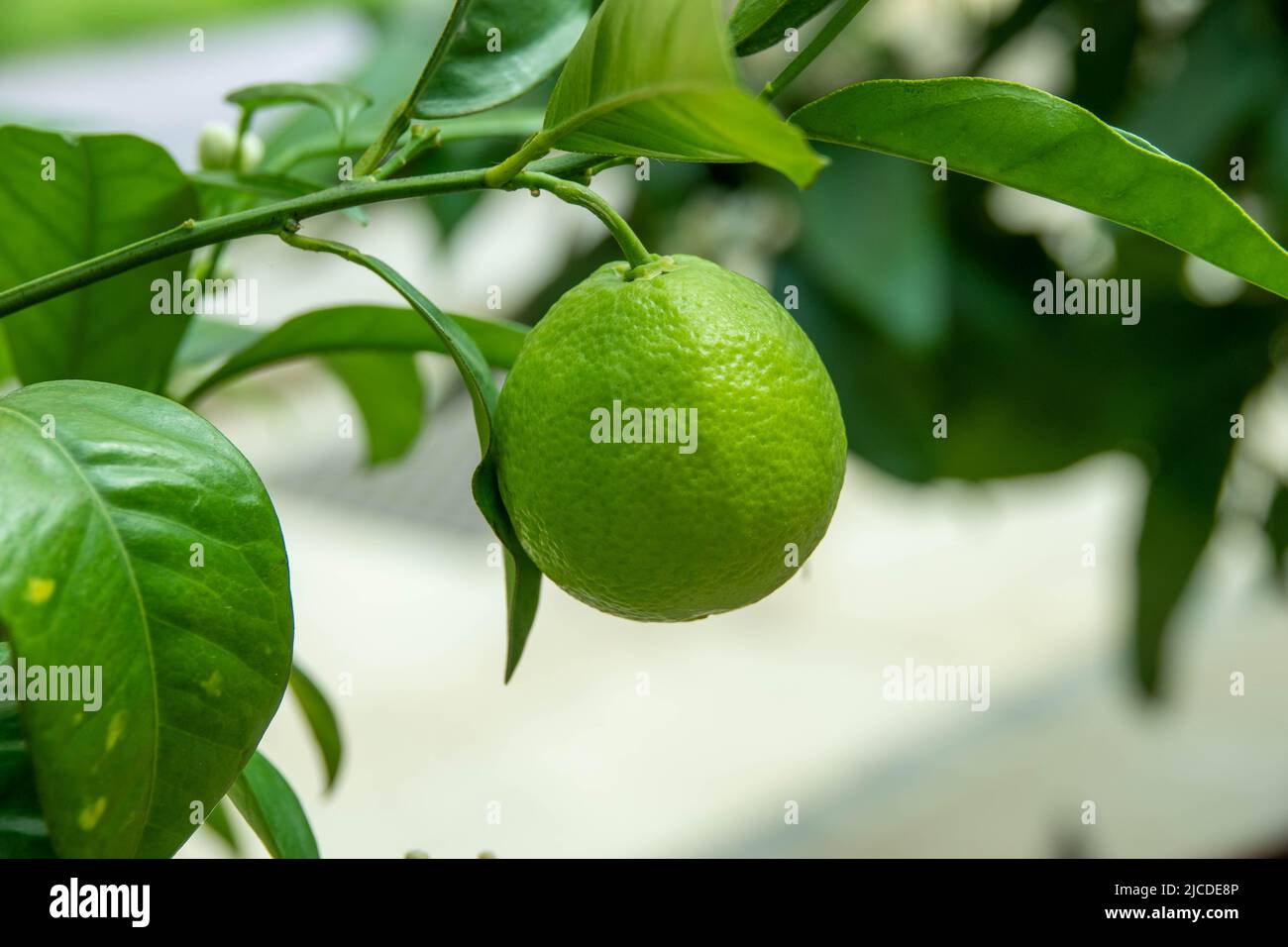 primo piano di calce verde appesa al ramo sul lime albero Foto Stock