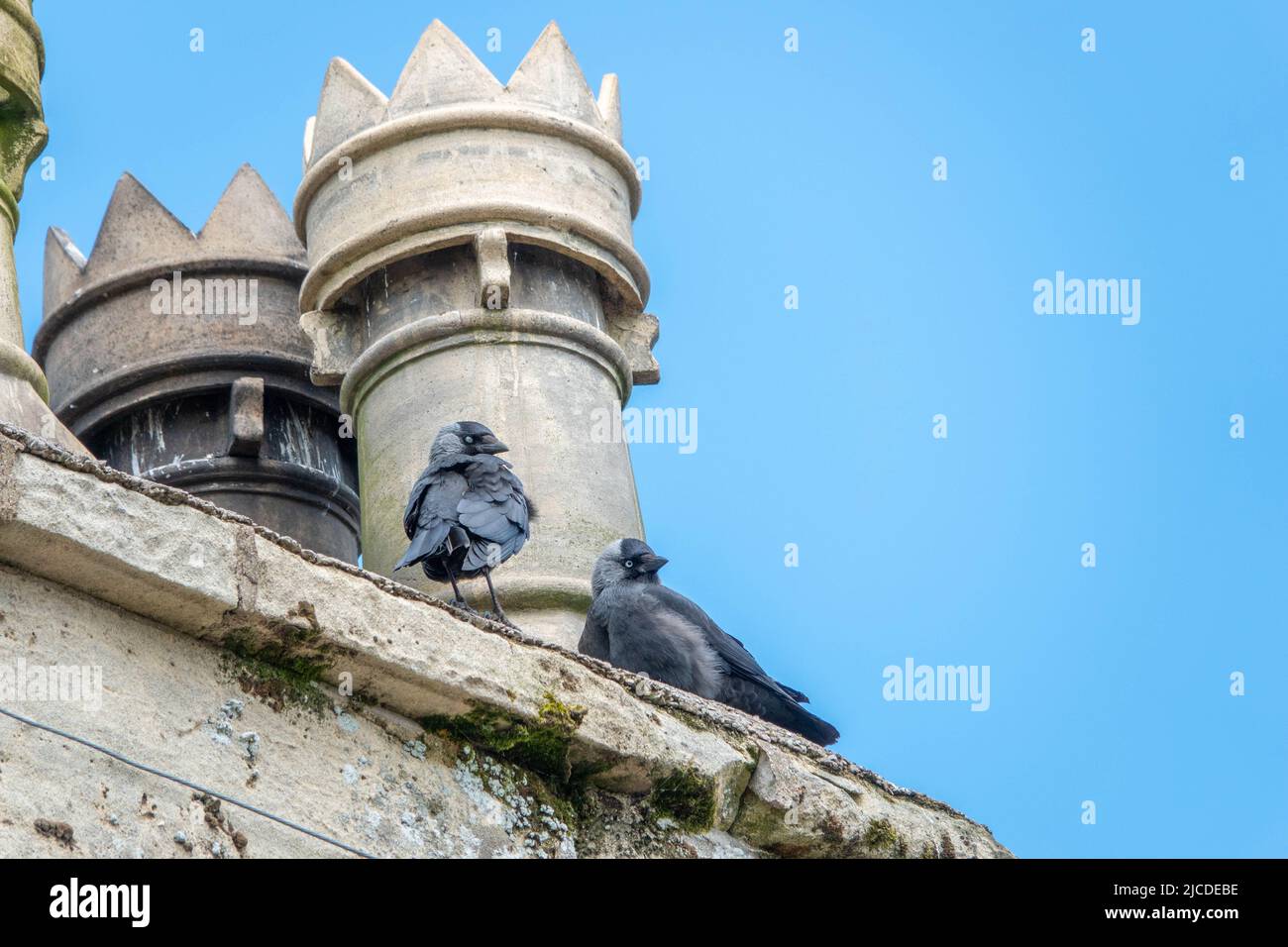 un paio di jackdaws un piccolo corvo nero con un caratteristico lucentino argentato sul retro della sua testa appollaiato su un tetto e camino con cielo blu nella parte posteriore Foto Stock