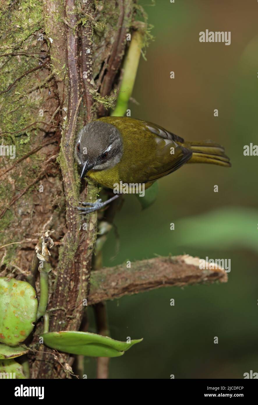 Bush-tanager comune (Chlorospingus flavopectus) adulto che si aggrappa al tronco d'albero Costa Rica Marzo Foto Stock