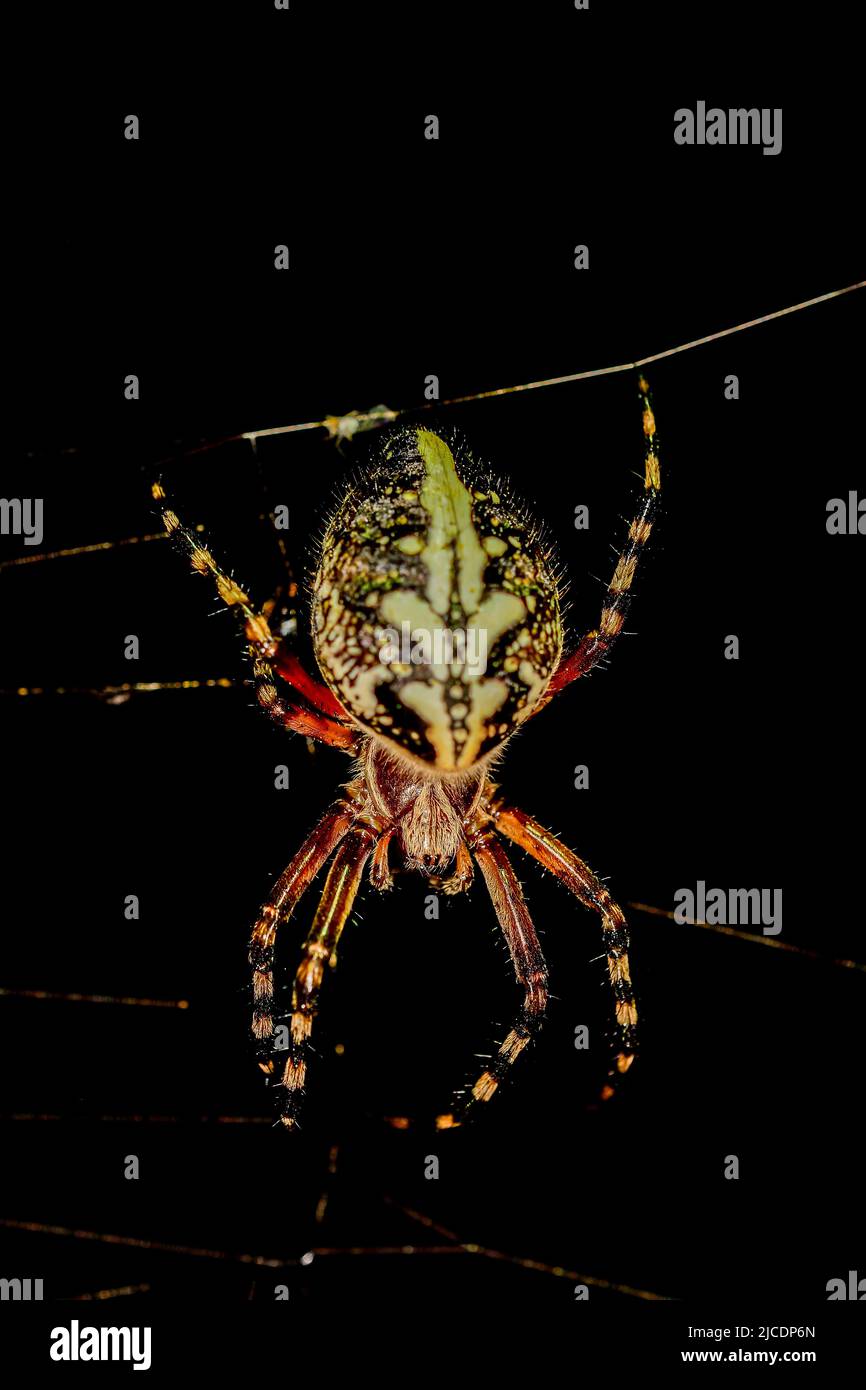 Aculepeira ceropegia è una specie di ragno della famiglia Araneidae. Foto Stock