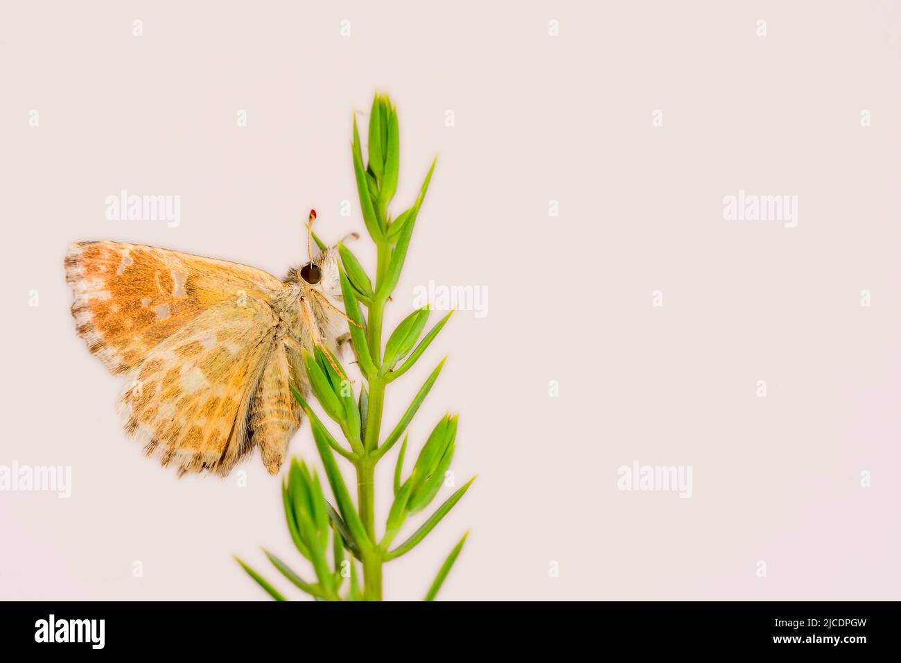 Carcharodus baeticus, conosciuto comunemente come piquitos, è una farfalla della famiglia Hesperiidae Foto Stock