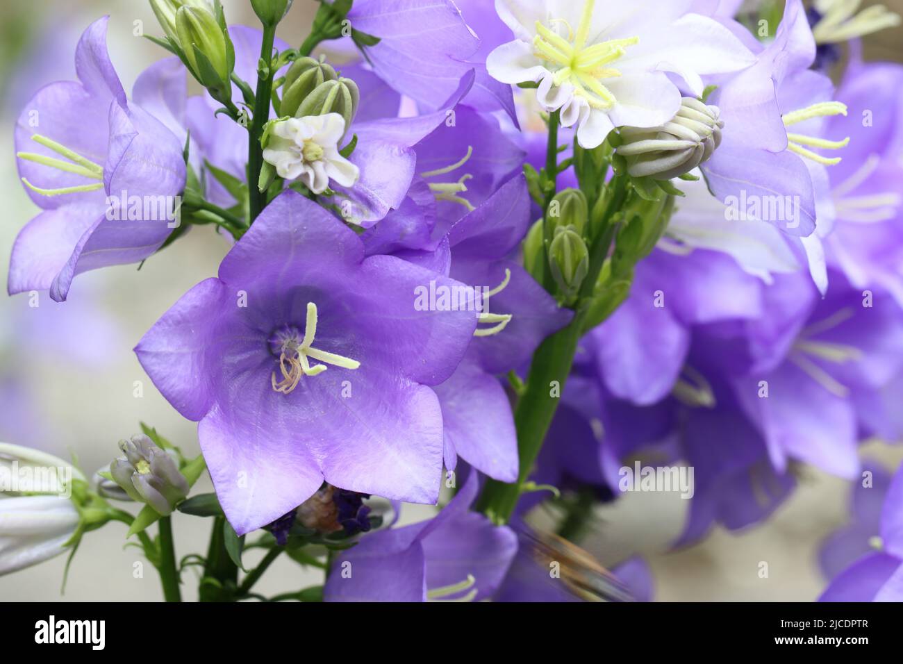 vista su bellissimi fiori densi di una campanula eretta in crescita Foto Stock