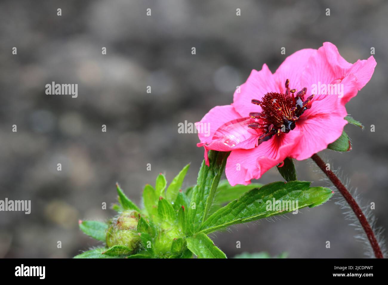 primo piano di un bel fiore rosa potenzilla nepalensis su sfondo grigio sfocato, spazio copia, vista laterale Foto Stock