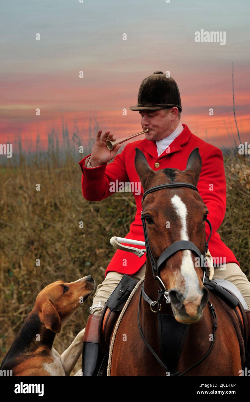 huntsman che soffia corno con cavallo e volpi Foto Stock