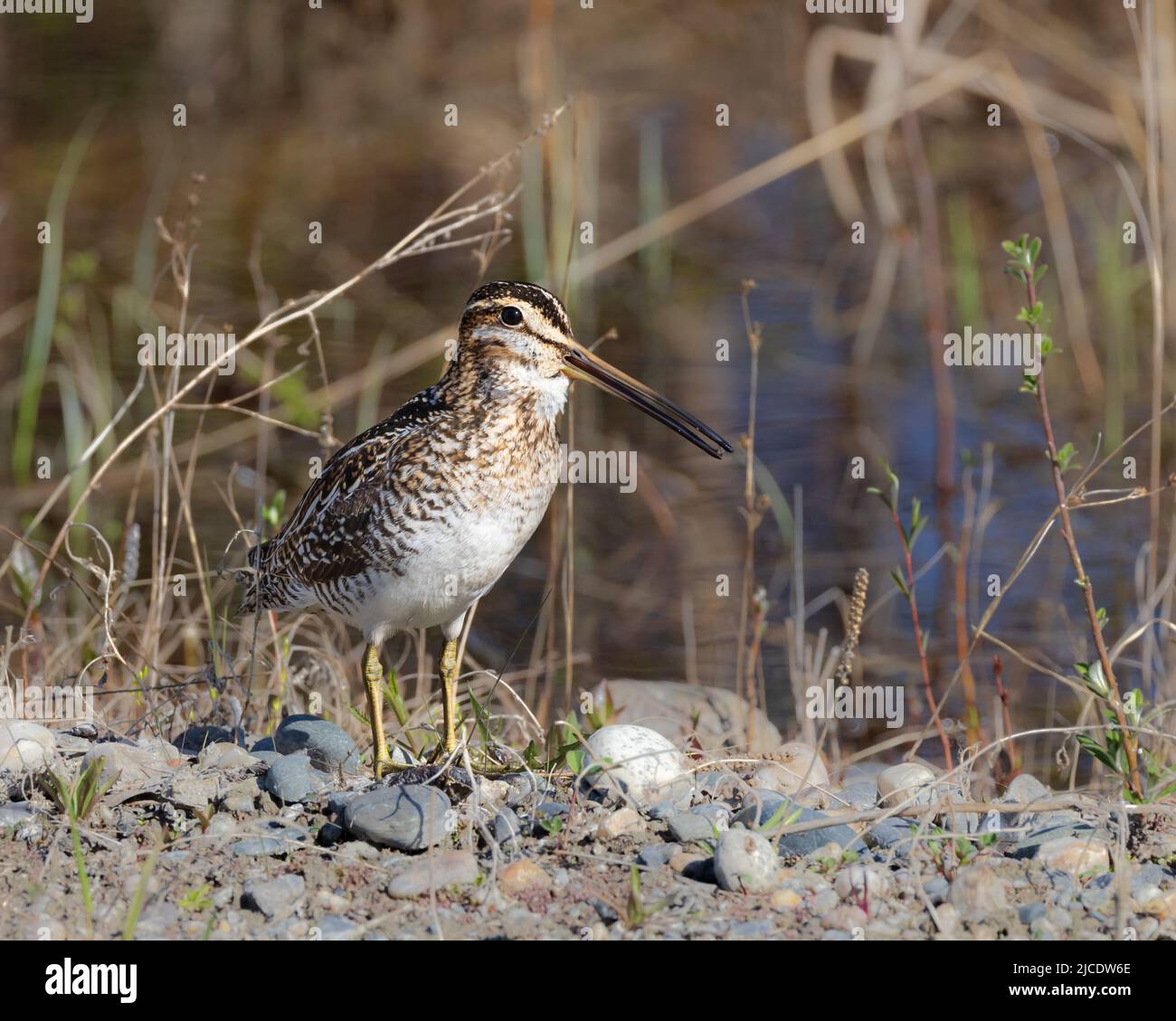 Una Snipe di Wilson in Alaska Foto Stock