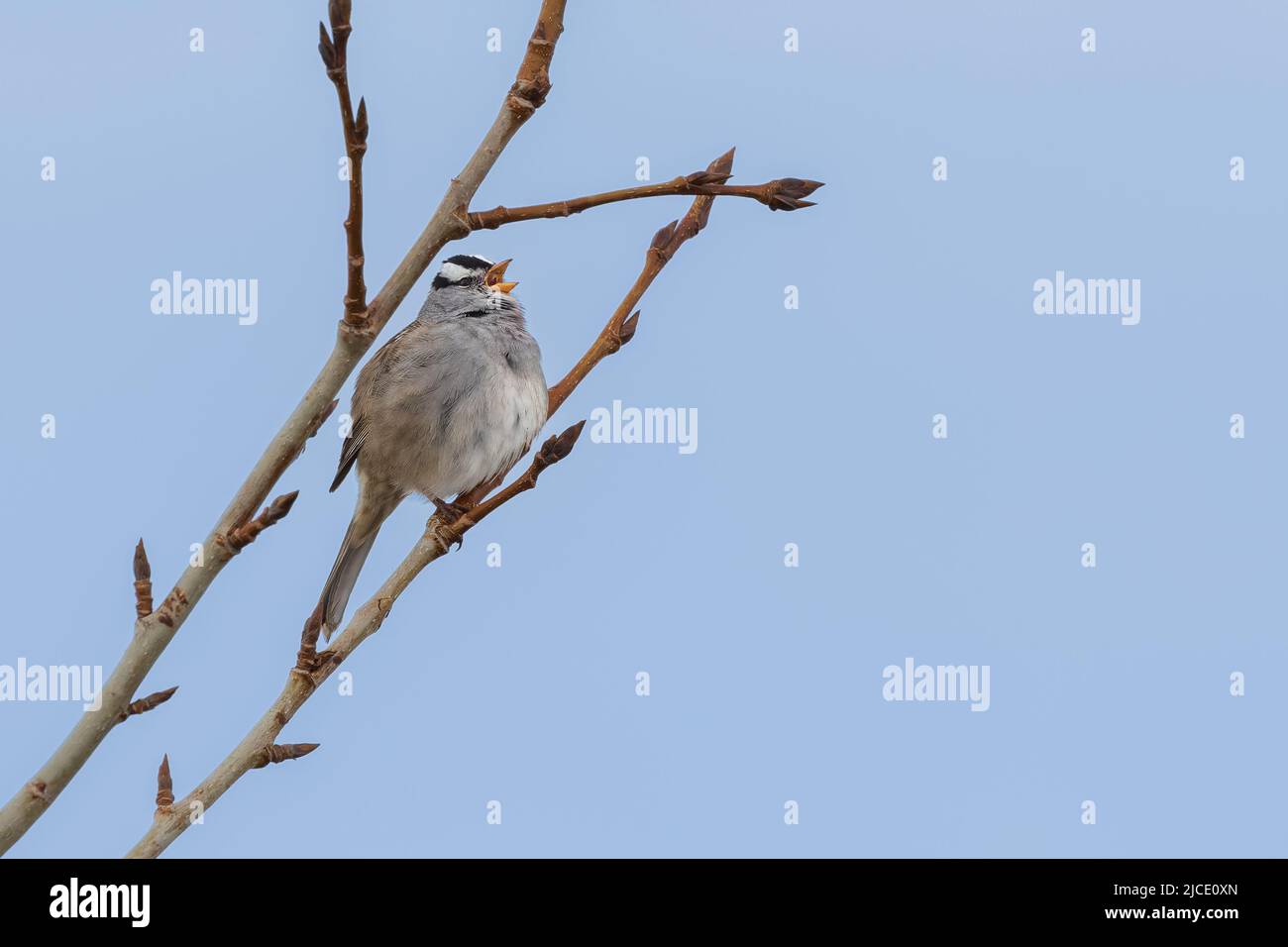 Sparrow con corona bianca che colpisce una posa Foto Stock