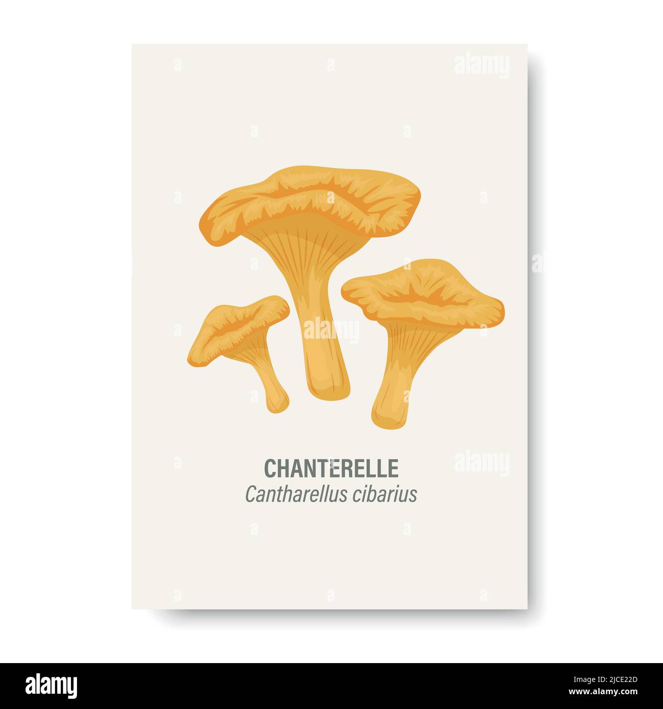 Vettore Chanterelle funghi isolato su bianco. Carta didattica con funghi Cartoon Chanterelle disegnati a mano. Modello di progetto, clipart. Cantarello Illustrazione Vettoriale