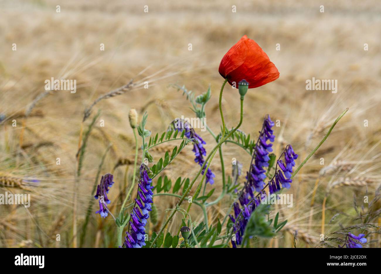 papaveri nel campo di grano durante l'estate Foto Stock