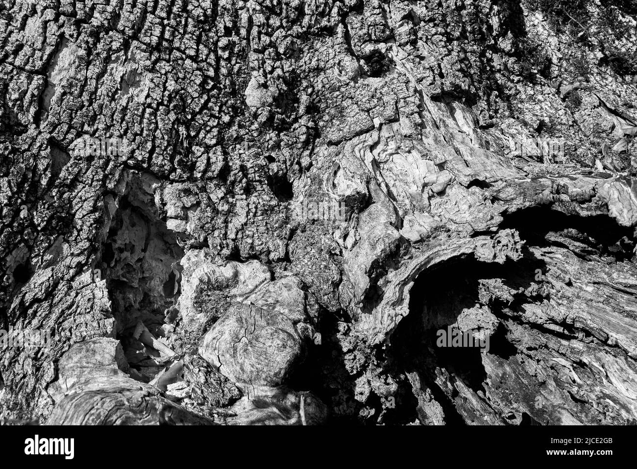 Foto astratta corteccia di albero bianco e nero Foto Stock