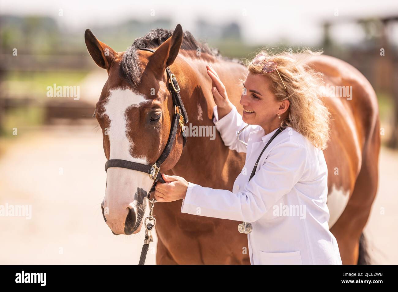 Vet viene a conoscere il cavallo e lo befriends prima del controllo medico. Foto Stock