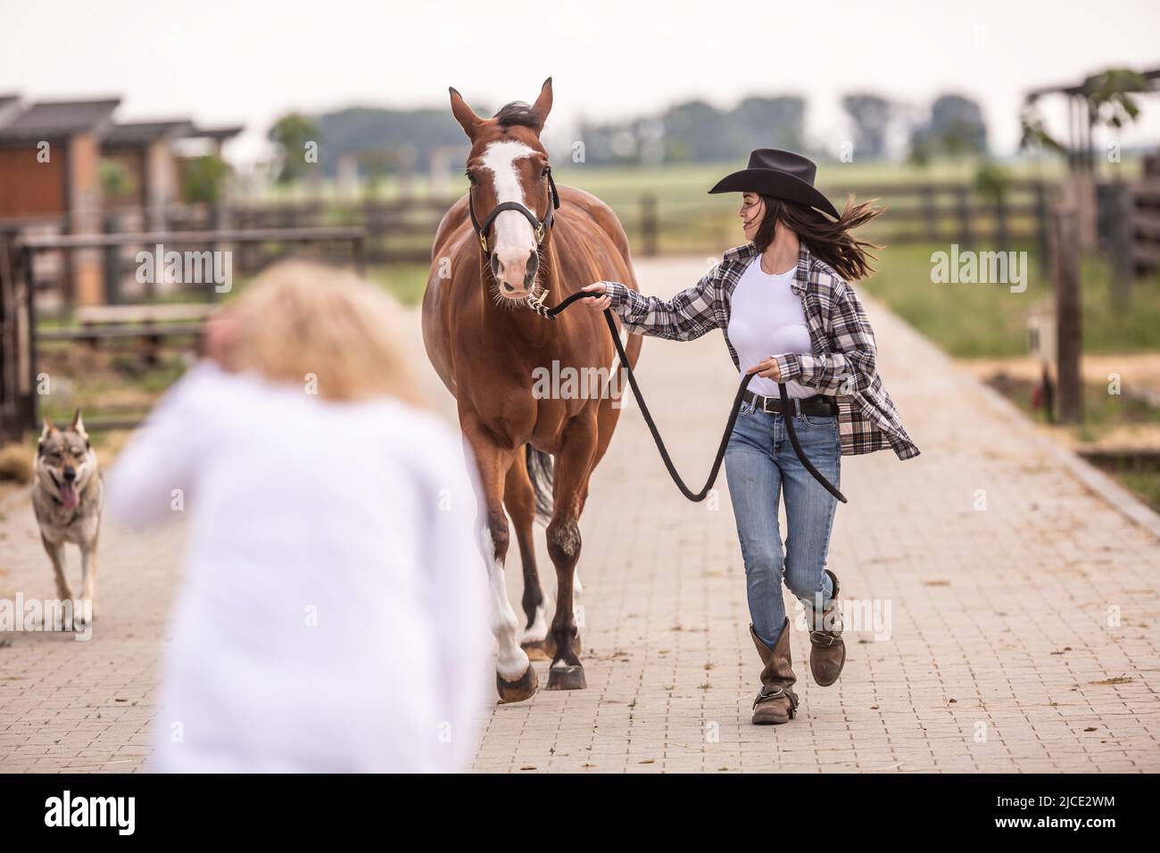 La donna mostra il trotto del cavallo ad un veterinario specialista durante una consultazione su un ranch. Foto Stock