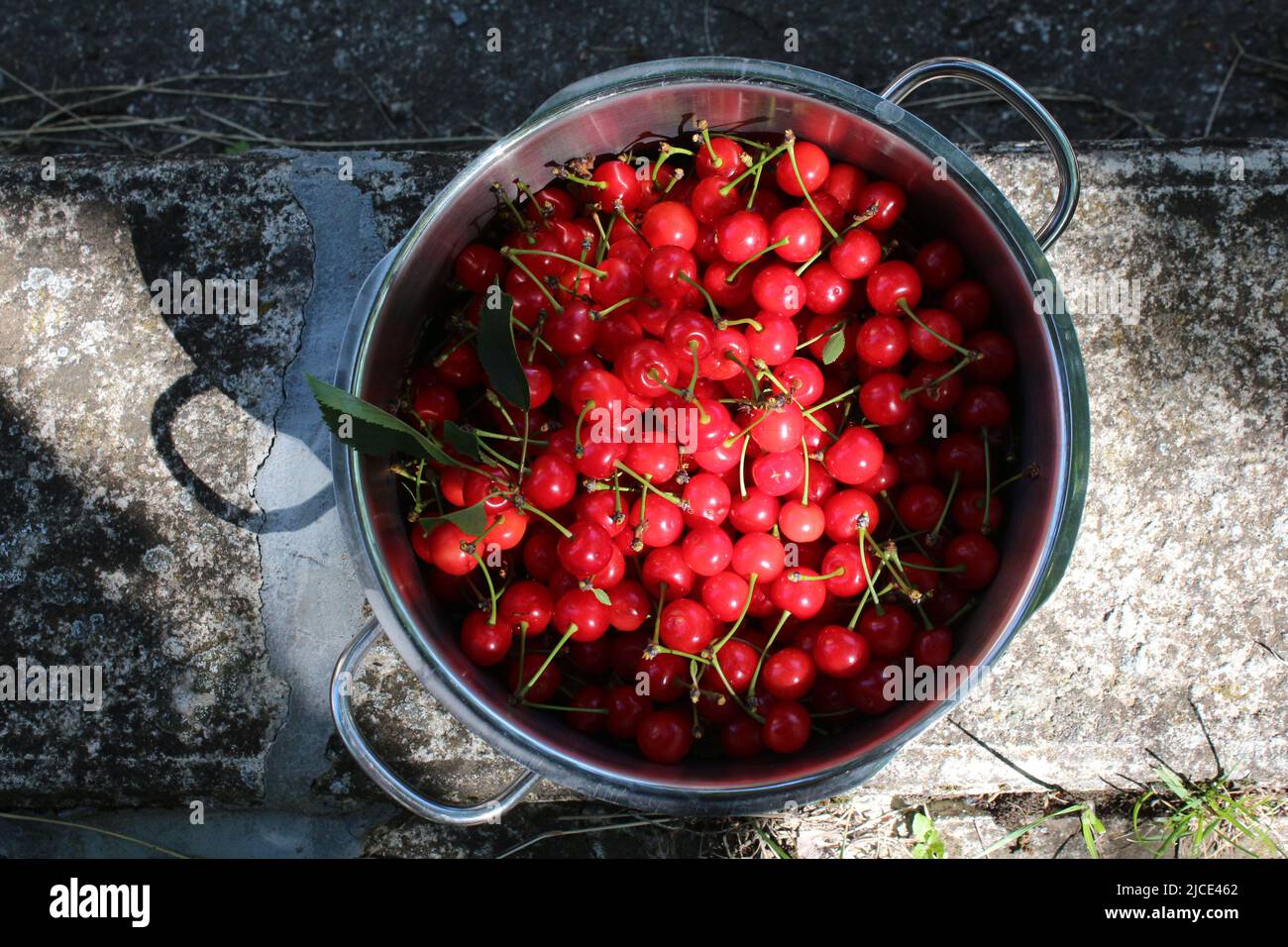 Frutta di ciliegia fresca e raccolta a mano in una pentola metallica, gusto e sapore italiano Foto Stock