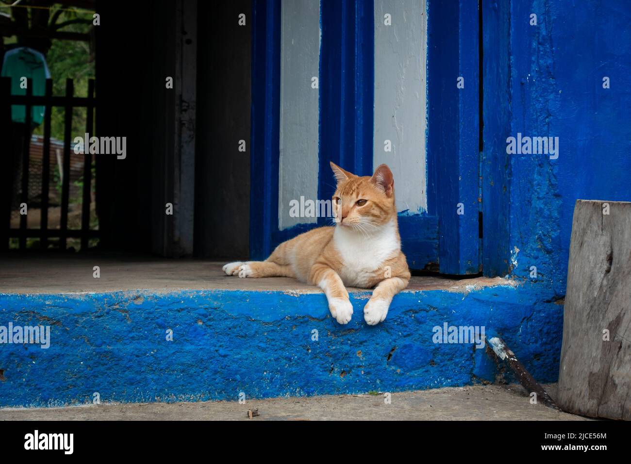 Un gatto seduto all'ingresso della porta Blu della sua casa Foto Stock