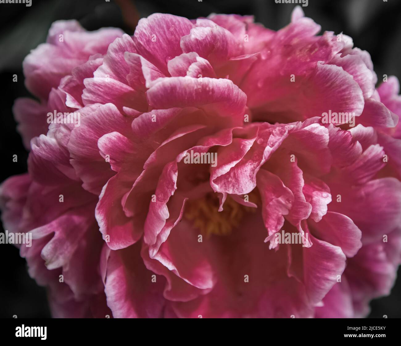 Peony rosa, isolato, completamente fiorito Foto Stock