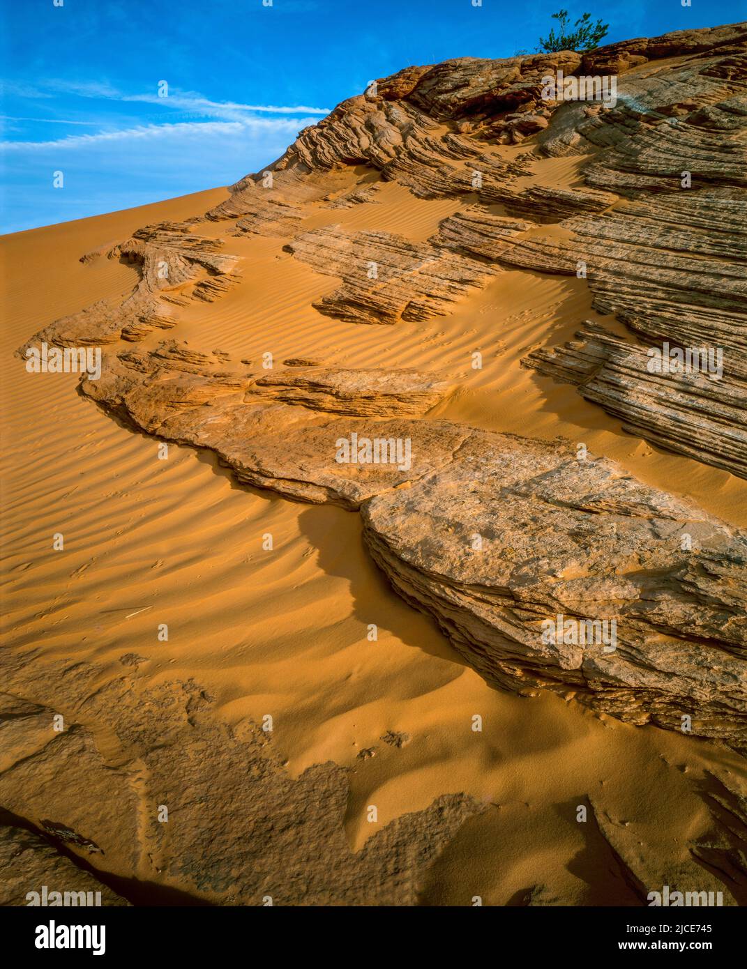 Pietra arenaria, dune di sabbia, Grand Staircase-Escalante National Monument, Utah Foto Stock
