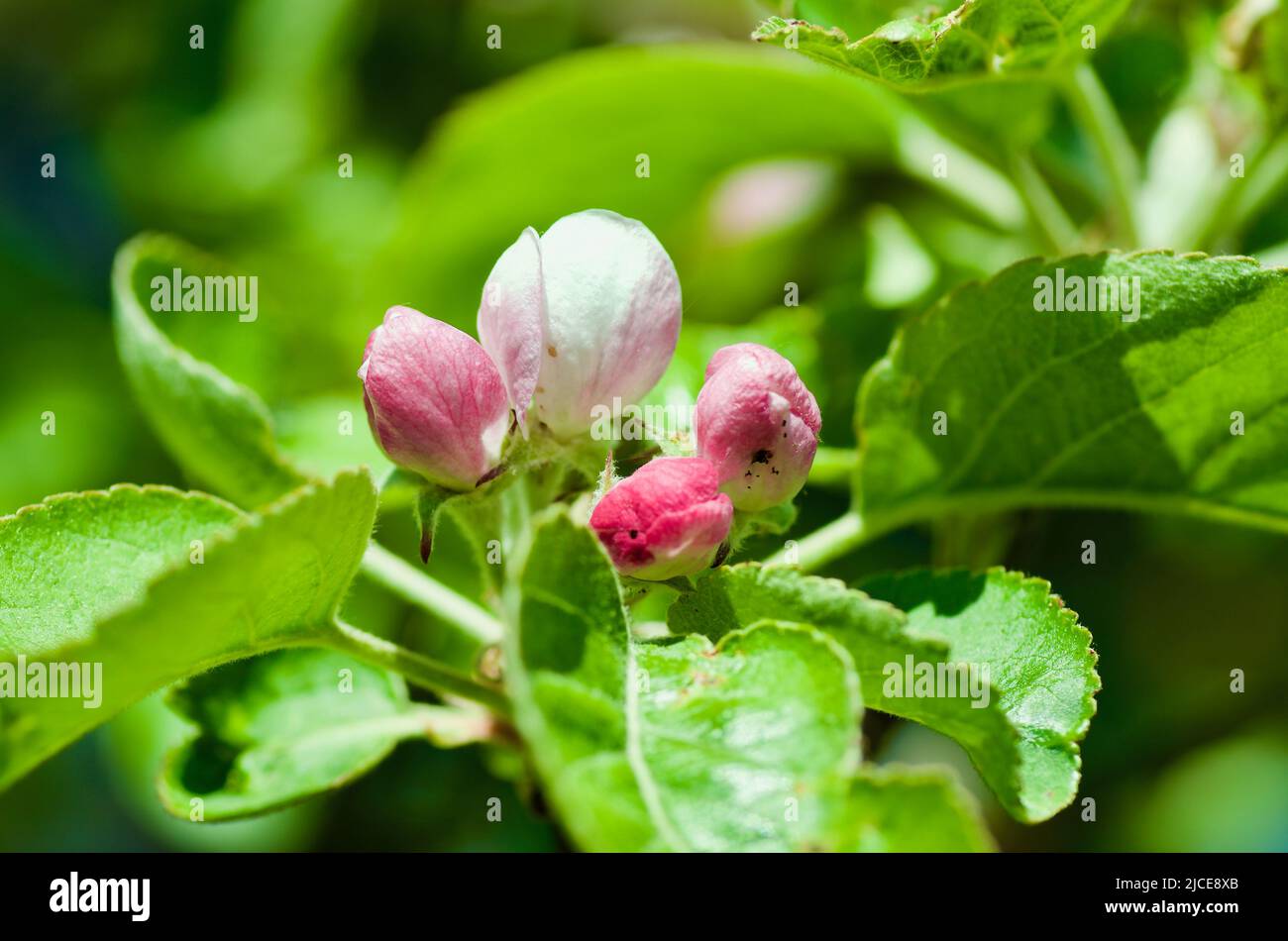 Primo piano di ramo di melo con germogli di fiori rosa e foglie verdi in primavera. Foto Stock