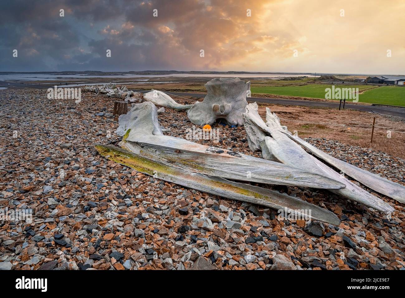 Primo piano di scheletro di balene su pietre a lato della strada contro la spiaggia durante il tramonto Foto Stock
