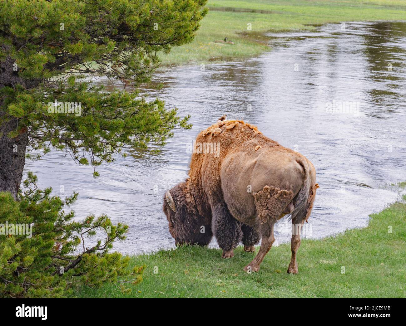 Il bisonte di Yellowstone al bordo del flusso beve acqua mentre un piccolo uccello siede sopra lui ed un'anatra si riposa nell'erba attraverso. Vedete il lato posteriore del bufalo Foto Stock