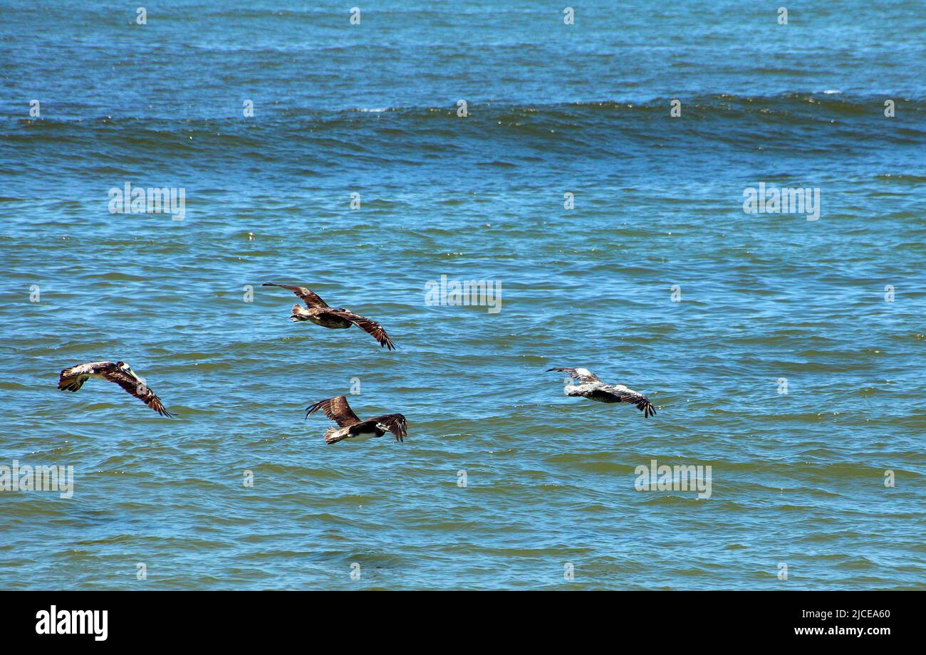 gregge di pellicani che volano uccello su sfondo blu del mare, mare o oceano uccello Foto Stock