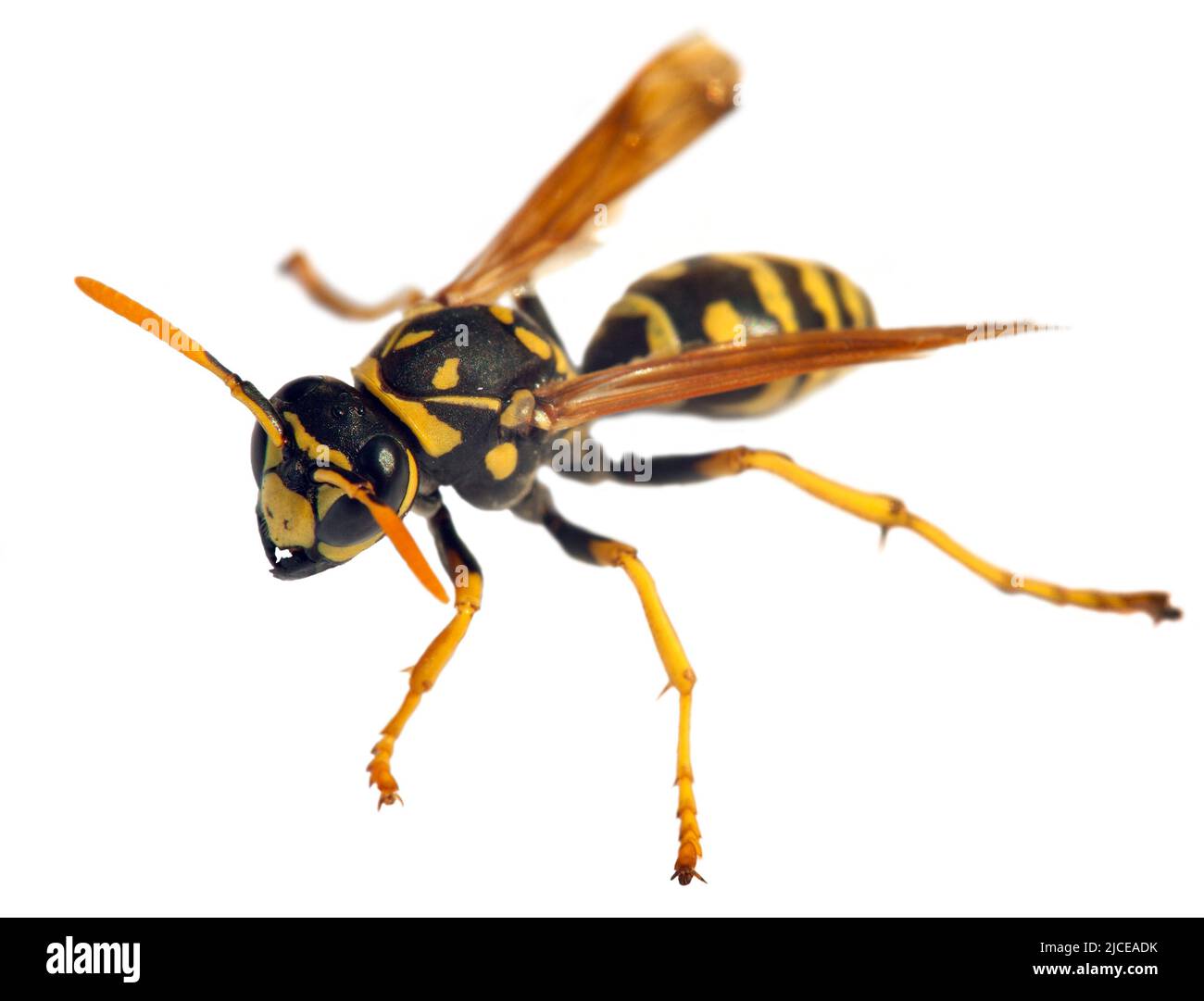 Giubbotto europeo in vespa tedesco o giallastro tedesco isolato su bianco Contesto in latino Vespula germanica Foto Stock