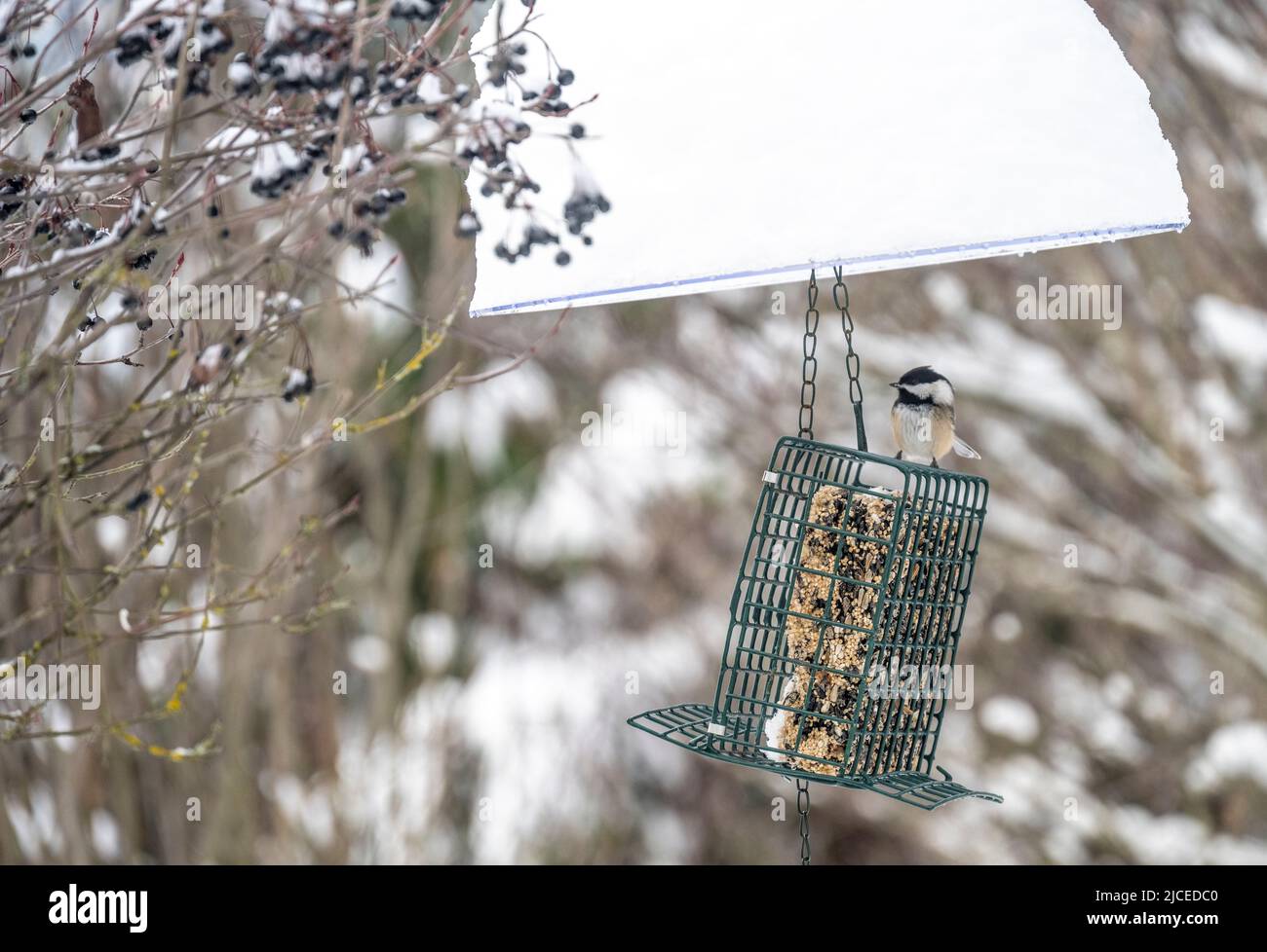 l'uccello di chickadee su un cestino ha alimentato con una torta di semi in una giornata nevosa Foto Stock