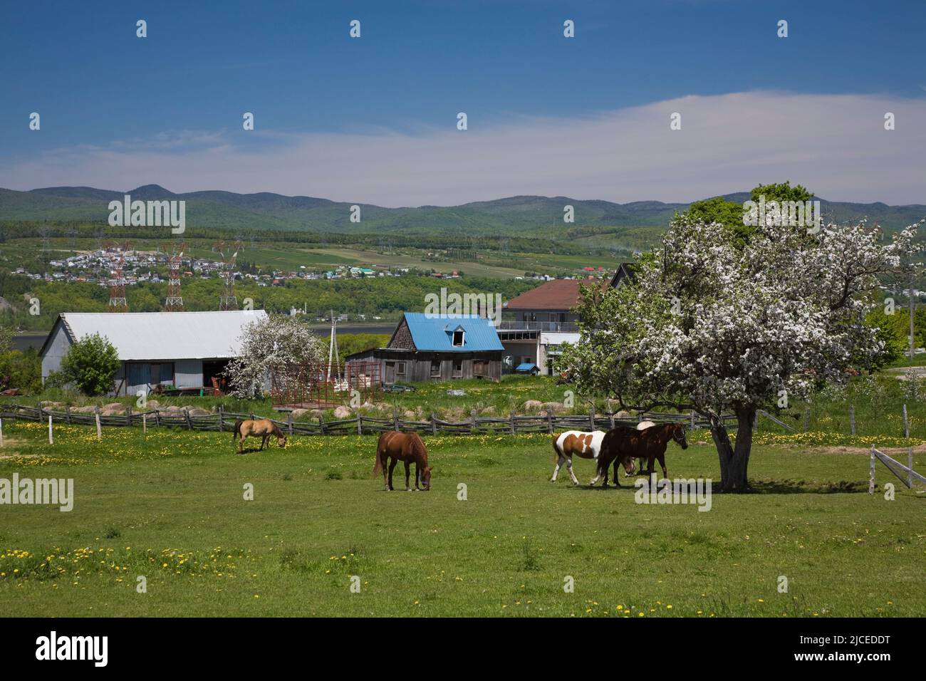 Cavalli al pascolo in campo e granai in primavera, Saint-Pierre, Ile-d'Orleans, Quebec, Canada. Foto Stock