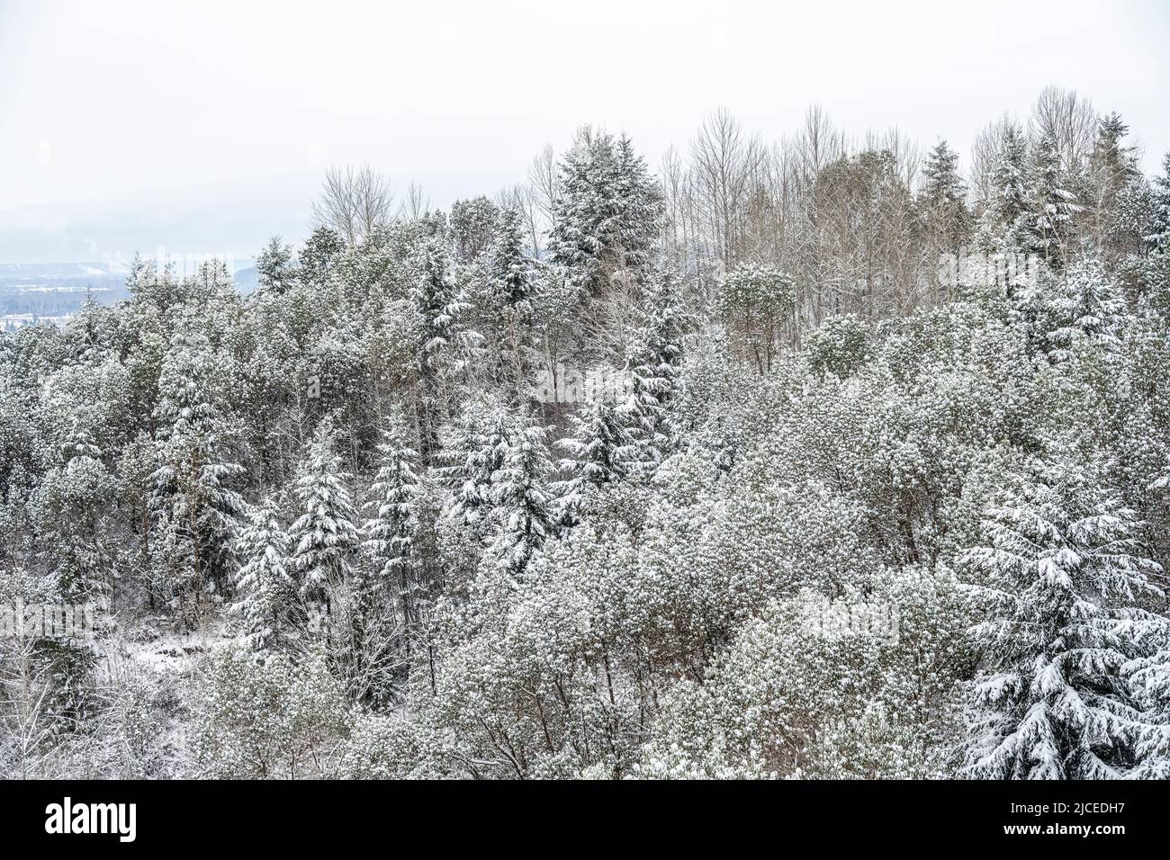 collina con abeti e alberi di madrone coperti di neve Foto Stock