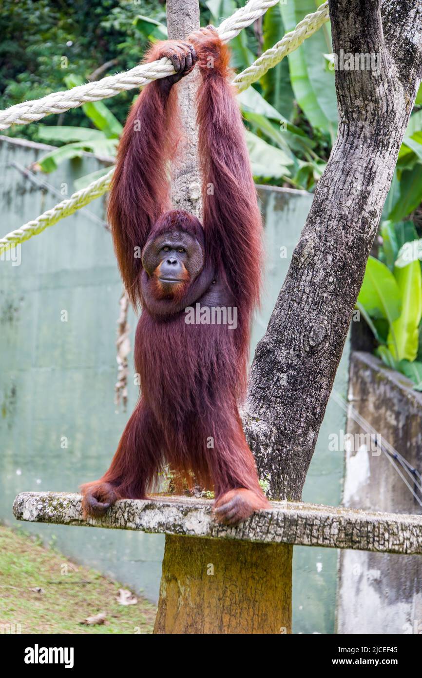 Un orangutano borneano rimane solo. Specie in pericolo critico, con deforestazione, piantagioni di olio di palma e caccia Foto Stock