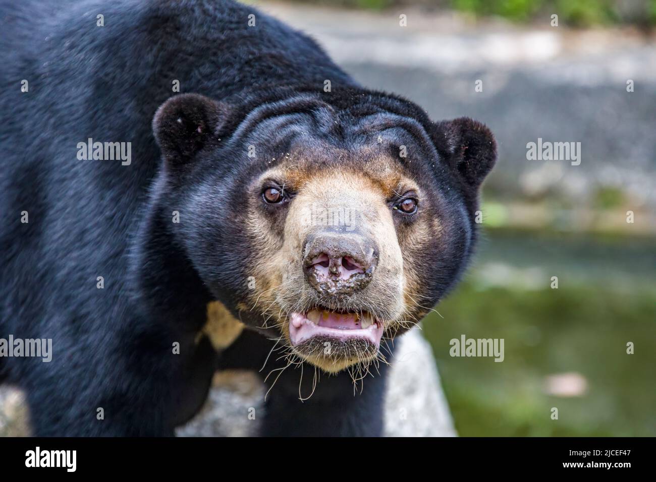 l'orso del sole è una specie che si trova negli habitat della foresta tropicale del sud-est asiatico. La sua pelliccia è di solito jet-black, corto. Foto Stock