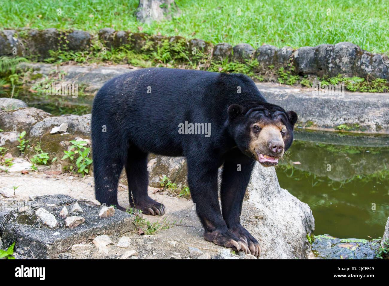 l'orso del sole è una specie che si trova negli habitat della foresta tropicale del sud-est asiatico. La sua pelliccia è di solito jet-black, corto. Foto Stock