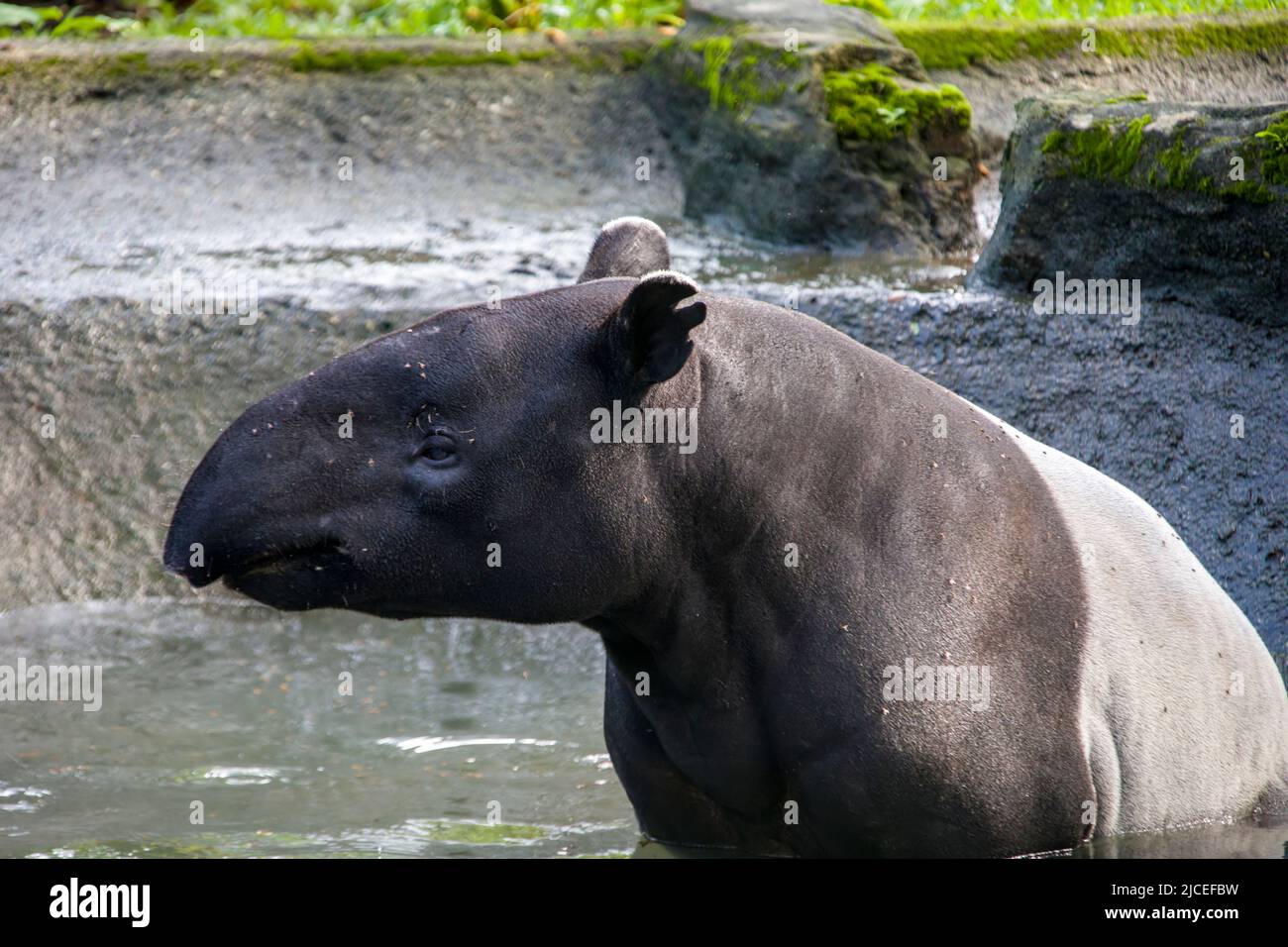 Un tapir malese riposa nello stagno. È la più grande delle cinque specie di tapir e l'unica originaria dell'Asia. Foto Stock