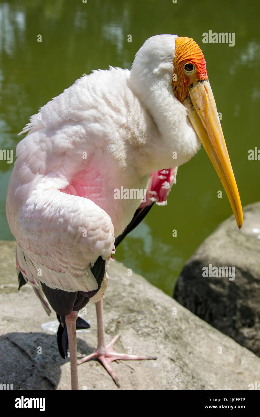 La cicogna gialla (Mycteria ibis) è una specie africana di cicogna nera appartenente alla famiglia Ciconiidae. Foto Stock