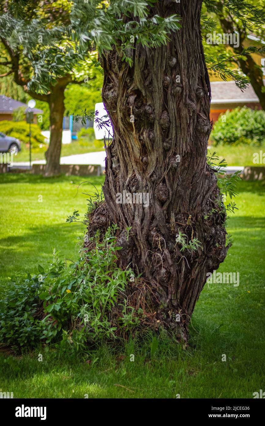 Grande albero con un tronco attorcigliato. Un vecchio albero gbarled e twisted nel parco. Fuoco selettivo, sfocato, nessuno Foto Stock