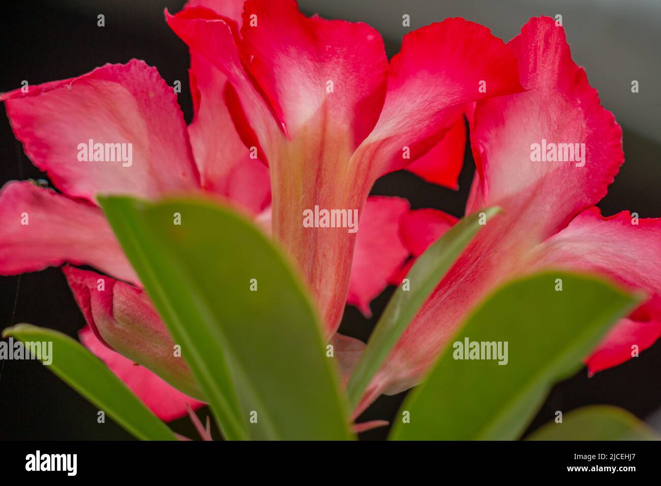 Un fiore rosso di adenium; sfondo scuro; foglie e steli verdi; pianta del deserto Foto Stock