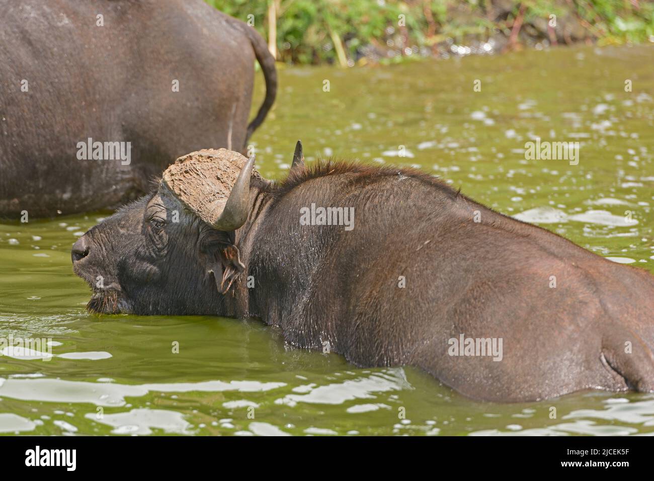 Grande maschio Capo Buffalo nelle acque del canale di Kazinga nel Parco Nazionale della Regina Elisabetta in Uganda Foto Stock