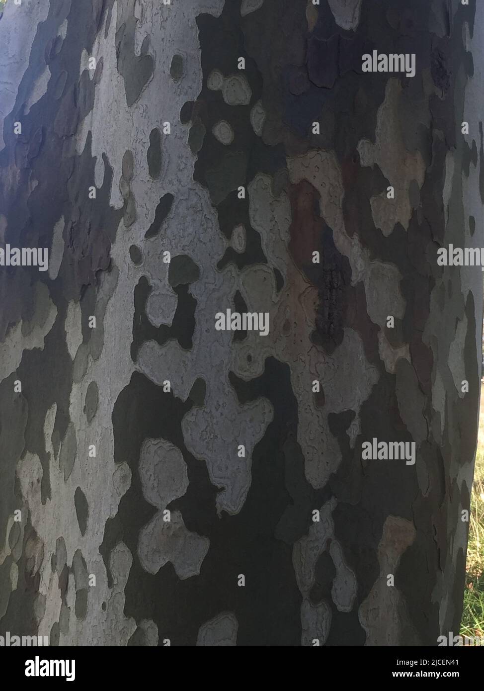 Schema mimetico della struttura della corteccia di un albero piano in primo piano Foto Stock